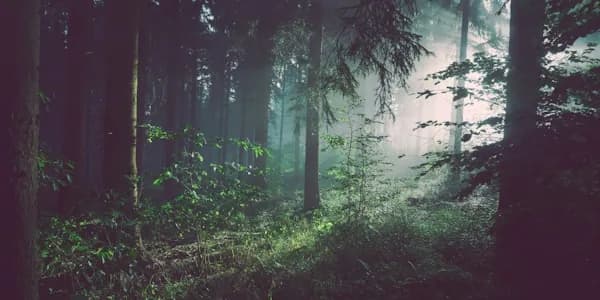 Environmental Organizations